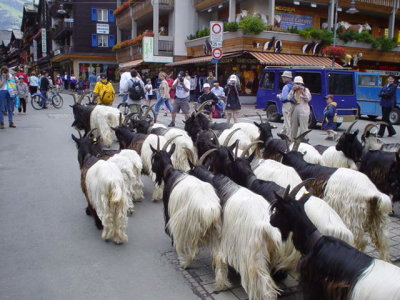 A bunch of goats in Zermatt