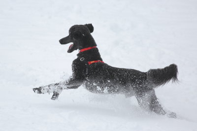 2-9-2019 Teddy - Fun in the snow