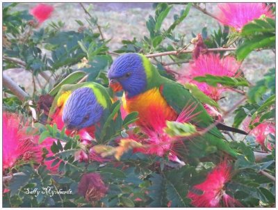I am back again at last!
I took this shot of the Rainbow Lorikeets
from my kitchen window.
I have planted an Acacia tree which has red fluffy flowers blooming all year round. It has attracted
a variety of birds.

It has attracted so many birds.