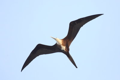 Magnificent Frigate Bird Panama_8235.JPG