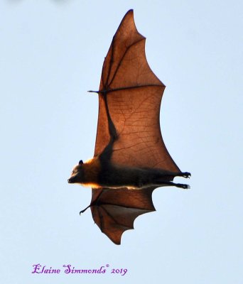 I cannot resist taking photographs of these beguiling creatures.
This shot was taken at midday.
I usually take my photographs at dusk which makes life a little difficult.
I am happy to say that the bats have now been with us for more than two years.
Unfortunately, 35,000 died in the heat in Far North Queensland last sping.  5,000 in one day alone.
This makes me treasure my photographs even more.