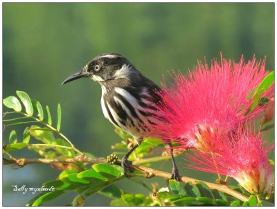 This little Honey Eater is a regular visitor. 
This shot  was taken from my kitchen window.