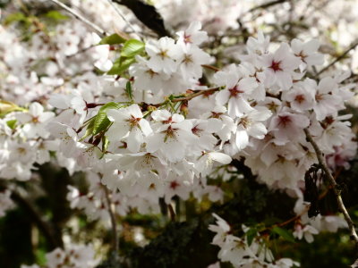 4-2-2019 cherry blossoms