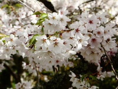 4-2-2019 cherry blossoms 