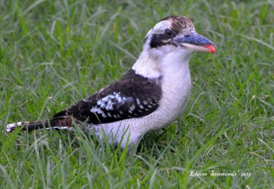 This cheeky kookaburra was lucky enugh to score a bit of steak from the staff at a kiosk near the beach.
I was lucky enough to catch this shot before he flew off and gobbled it down.
It is best viewed in it original size.
