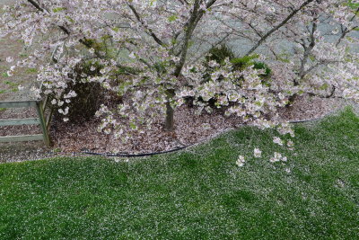 4-13-2019 cherry petal snow