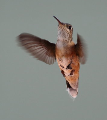 5-29-2019 Female Rufous Hummingbird - underside :)