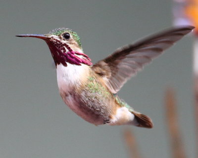 5-29-2019 Calliope Hummingbird - the smallest in North America