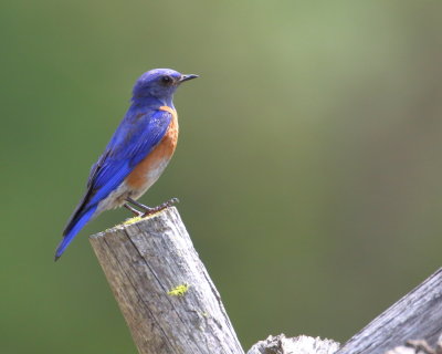 7-4-2019 male western bluebird