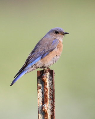 7-4-2019 female western bluebird
