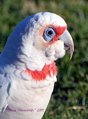 Walking around the local oval where a flock of these corellas ofen graze, I decided to try my luck.  
Luck was wih me, these mischevious birds refused to be intimitated by me.  I was able to get very close.
These birds eat grass seeds, so spend a lot of time on the ground. 