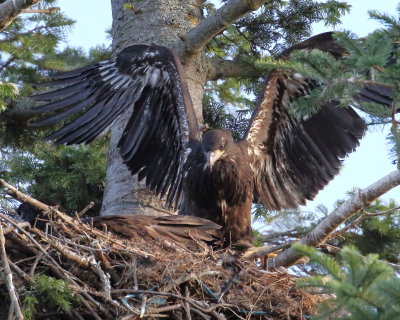 7-16-2019 Bald Eagle Fledgling. Taken a couple of evenings ago.
