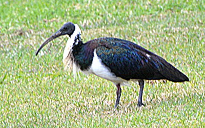 We are used to seeing the Sacred Ibis in this area.  
This is a straw necked ibis which seems to be shyer.  
It has taken me a few weeks to get close enough to get a decent photograph since a pair moved into the area of our local playing fields where I walk.
I love the iridescent wings.