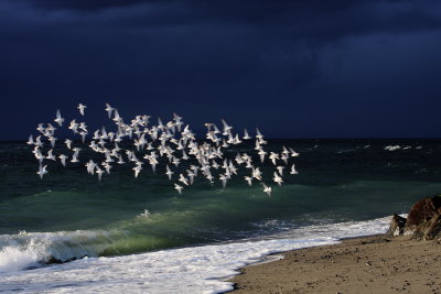 Dunlins flying on a stormy day