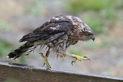 8-10-2019 banded juvie Cooper's hawk in the rain