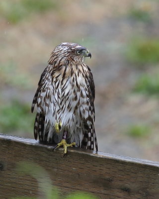 8-10-2019 banded juvie Cooper's hawk