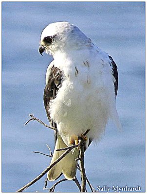 A Grey FALCON.
A VERY rare sight around here.
