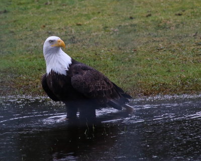 1-28-2011 bald eagle pond in our 'back 40'