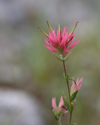 9-29-2019 Indian paintbrush