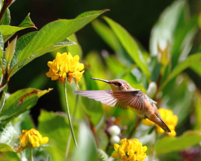 female rufous hummingbird