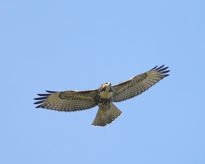 Red-tailed Hawk