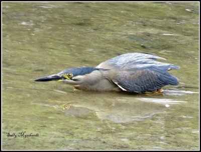 There have been few birds about but this Night Heron 
is a regular visitor to our Little Lake.
I love the intensity of his concentration on catching a fish.