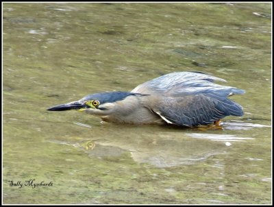 There have been few birds about but this Night Heron
is a regular visitor to our Little Lake.
I love the intensity of his concentration on catching a fish.