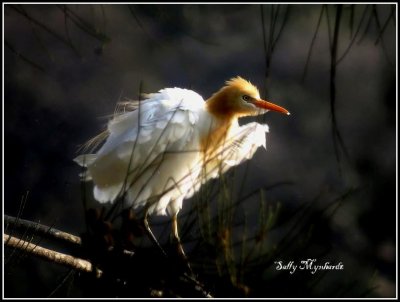 Cattle Egrets are always seen around cattle.
I spotted this young one in a tree close to a dam
on the way to Jamberoo.
It was early morning and pretty bright but i was happy with the result.
