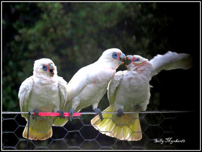 Every evening the cockatoos arrive
and drink at my pond.
They are terribly noisy for a few hours
but amusing to watch.
This Mother is tired of its chicks constant crying and shutting it up!
I took this from my kitchen window,