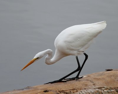Great Egret on Log