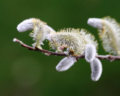 2020_03_01 pussy willow 