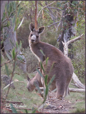 I recently visited Jindibyne.
A friendly kangaroo turned around to say hello!