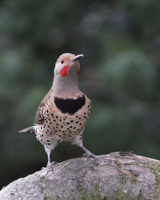 4-5-2020 male Northern red-shafted Flicker