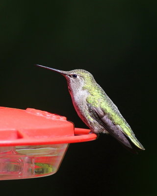 04-14-2020 female Annas Hummingbird