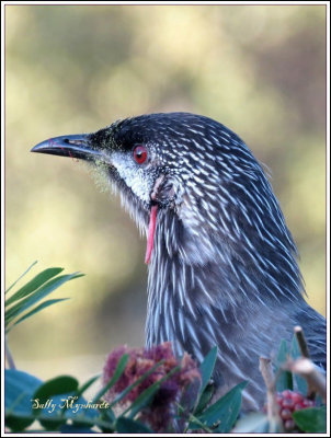 A Wattle bird enjoying the blossoms
on my tree.
A frequent visitor!