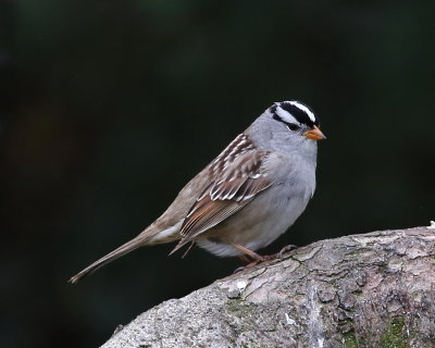 4-21-2020 White-crowned Sparrow