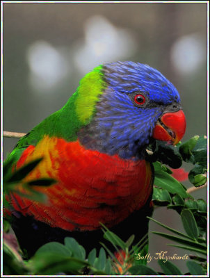 This bright lorikeet
is a frequent visitor.
He loves my tree in front of the kitchen window.