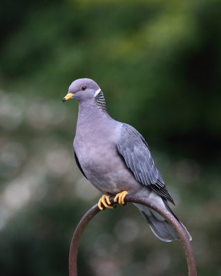 6-2-2020 Band-tailed Pigeon_