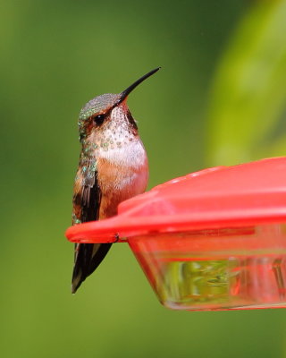 6-16-2020 female Rufous Hummingbird