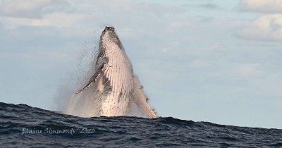 It is whale watching season.
The whales are heading up the eastern coast of Australia.
Yesterday Glenn and I went on a whale watching trip from Terrigal, NSW, about 1 and a half hours north of Sydney.
We were treated to a magnificent display.