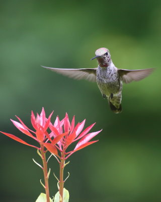 6-20-2020  Annas Hummingbird