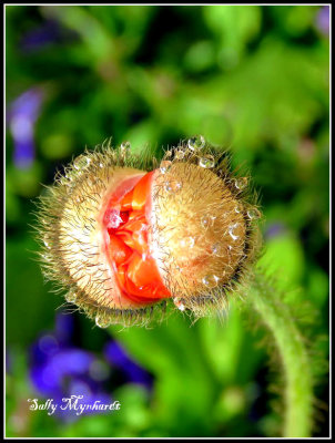 A poppy about to burst open.
Taken from a pot in my garden.