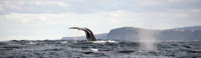 Another shot from our whale watching.
This shows two whales and the headlands south of Terrigal, one whale's tail and the plume of another whale closer.