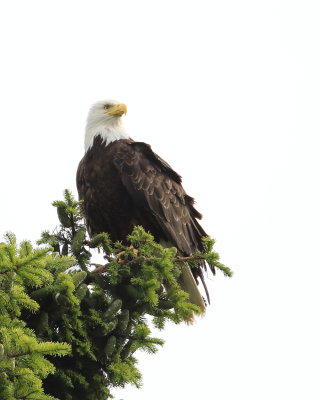 6-23-2020 male Bald Eagle