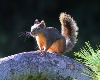 7-17-2020 douglas squirrel