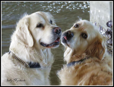 A pair of retrievers posing under Windang Bridge.