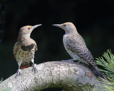 7-6-2020 mom and fledgling Northern Flickers_1122.JPG