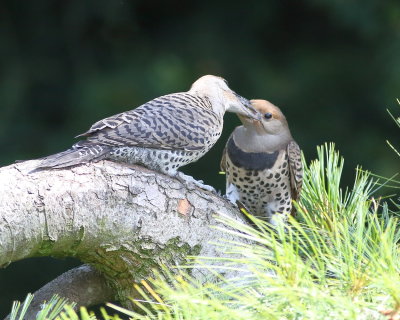 7-6-2020 Fledgling Flicker (left) getting fed 