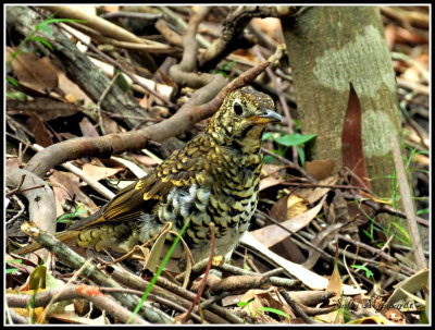 Bassian Thrush taken at Jervis Bay