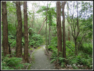 A walk in the rain forest at Jarvis Bay Botanical gardens.